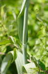 Broadleaf wild leek